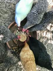 Feeding time at the Chicken Inn for Eggcentric Chickens 
What do yours like?