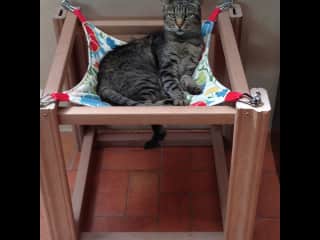 Enjoying the cat hammock