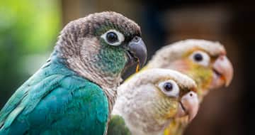 We have a group of greencheek conures. They are pretty tame