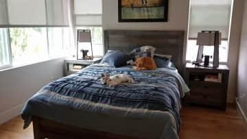 Our furry babies chilling in one of the two guest bedrooms