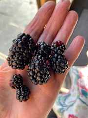 Blackberries of all sizes (June-August) photo 2024