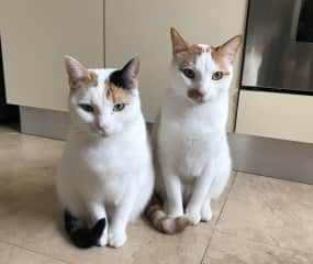 Sister Dot and brother Mango