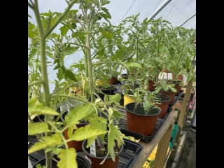 Super proud of our tomatoes!