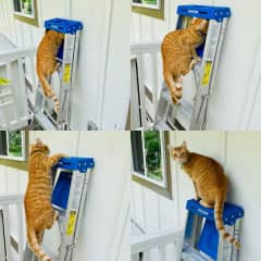 Very smart & Very active!