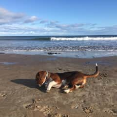 Mabel in St. Andrews