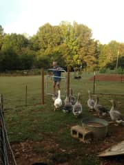 Letting the geese out for their daily patrol of the farm .