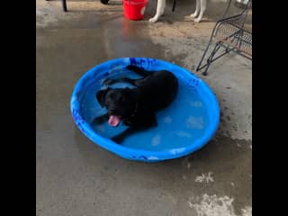 She loves the water on a hot day whether it be the pond next to our house or her own pool on the patio.