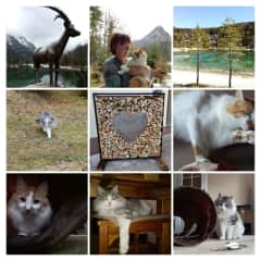 House sit in Slovenia with my mum, April 2018. Adventurous Goose and the little bit more reserved Samson kept us company for three weeks.