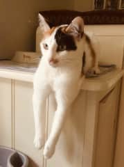 Hanging
