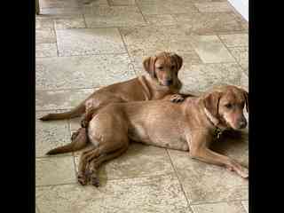 The doggos!