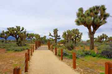 Walk among the Joshua trees for miles in all directions.