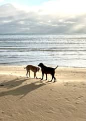 Abi and Tatla love our local beach - less than 1 mile from our home.