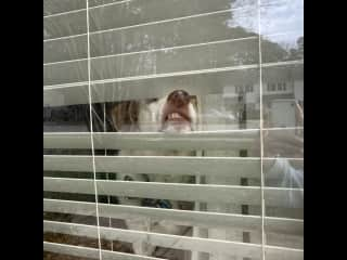 Sometimes I stick my nose through the blinds to see who’s here