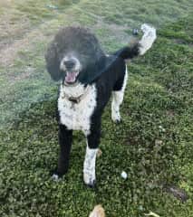 Duke is a 3 yr old Poodle/ Burnese Mountain dog given up because of moving