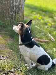 My dog Ken