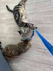 Or play time with cats