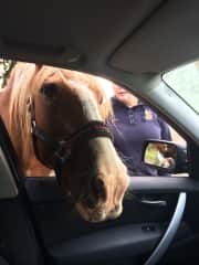 Our horse Jaz popping in for her regular polo mint!