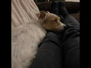 Cuddle time with Alfie - Dublin 2024