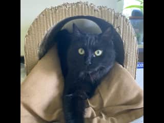 Mabel is very relaxed and just enjoys being around us but also staying independent! She spends a lot of the day sleeping on the sofa but loves a cosy lap if she can find one! She goes in and out of her cat flap and does not require a litter tray.