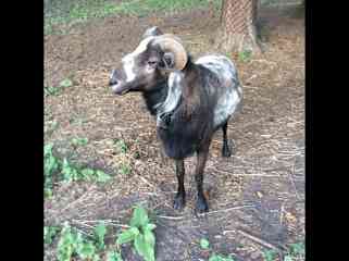 Winnetou our ram, and Willy, Joy and Ivy on the Goat bridge.