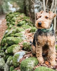 My Welsh Terrier Monty