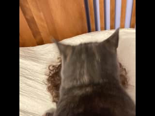 Helping me with my PT (anytime I lay on my back she lays on top of me).