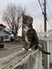 Going out for walks is her very favorite past-time.