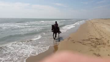 The beach … and horse!