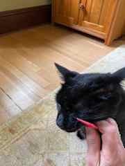 Pi getting her jowls combed/her favorite thing