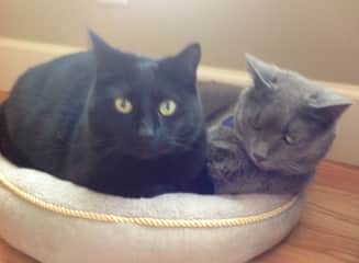 Our two rescue cats. They were in the same crate so I couldn’t leave one behind. Came home with both!