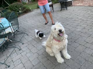 At play with her favorite 7 lb Havanese