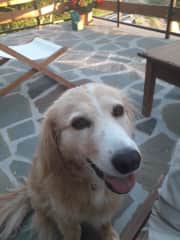 Affectionate, can be vocal if she sees mopeds or bicycles!