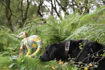 Bob sniffing out his territory!