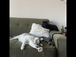 Cocoa & Frankie Lounging