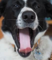 Finn yawning