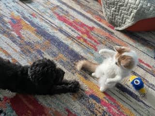 I was babysitting a dog, and I took her Dreidel! it was a game - she took my toy llama. xoxo Howie