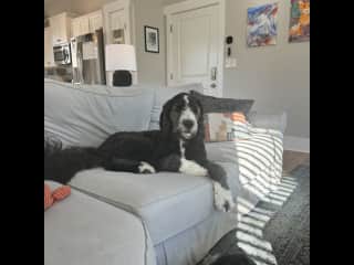 They aren’t actually allowed on the furniture. He looked cute though!