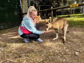 Feeding a cute kangaroo in Australia.