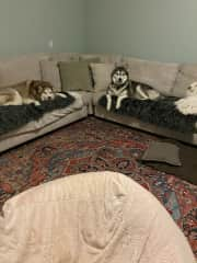 This windowless tv room is the fave of our dogs for family lounging. It’s cooler in summer with multiple air vents. This sectional is large and comfy enough to sleep on.