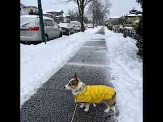 Rupert loving snow.