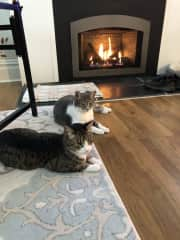 the cats love the fireplace