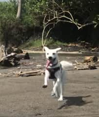 Loves Beach Runs