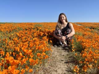 Poppy reserve in full spring bloom.
