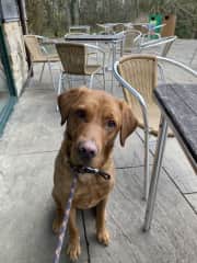 Jackman is my beautiful boy. Full of fun. Loves to play (all the toys are for him) chase balls or play tug. But he is also happiest with his head on your lap having a cuddle.
