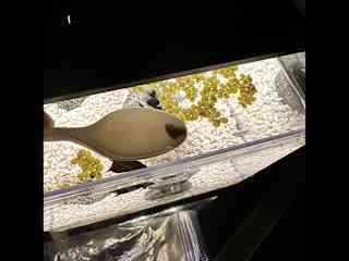 Mix shrimp with tank water to thaw. Be careful, Ratu like to grab the shrimp from the spoon.