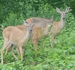 Deer in our backyard.