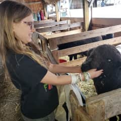 Saying hi to a sheep friend.