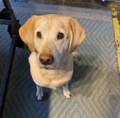 She's the sweetest, especially if you have a treat for her.