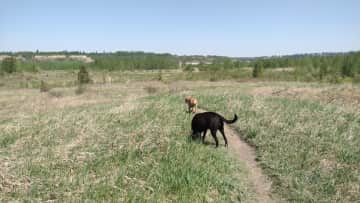 Fun exploring the local off-leash dog park!