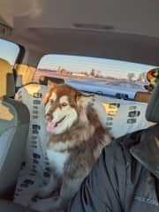 Going for a ride in the truck